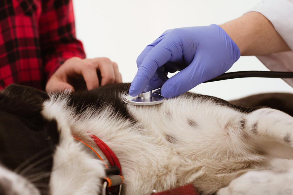 Emergency vet Owen Sound providing urgent care