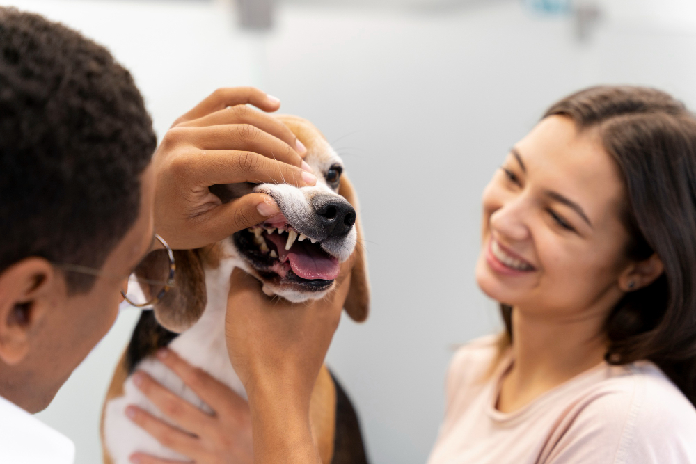 Pet dental care in Sauble Beach for healthy teeth and gums