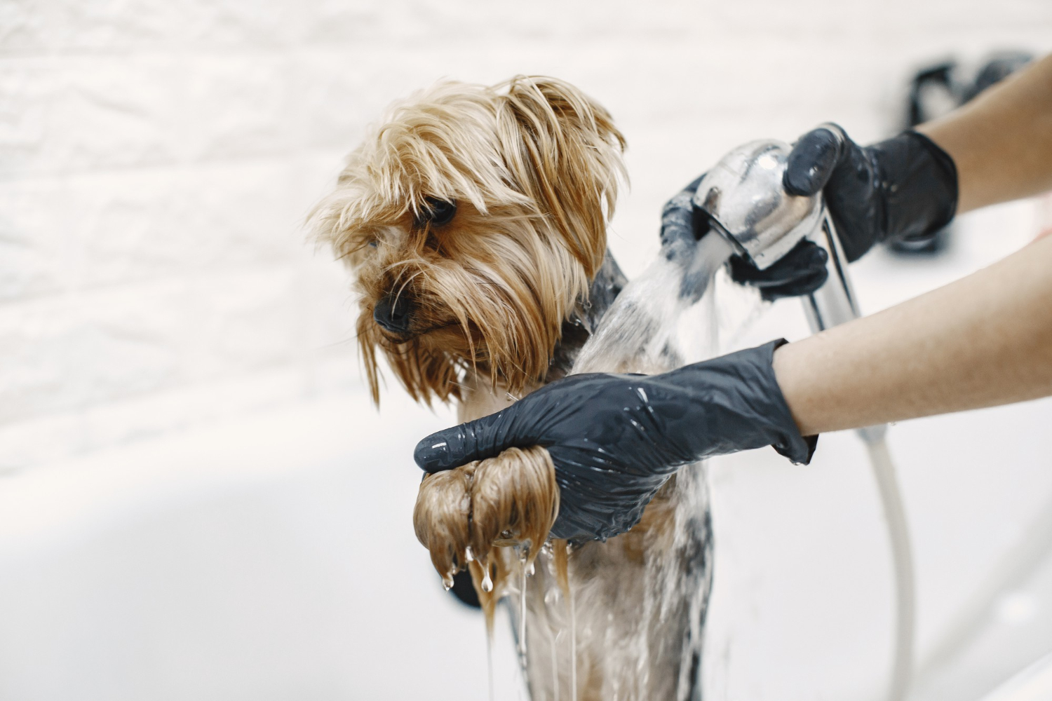 Professional pet grooming services in Sauble Beach for clean, healthy pets