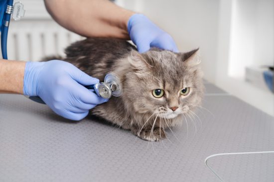 Compassionate veterinary clinic in Owen Sound