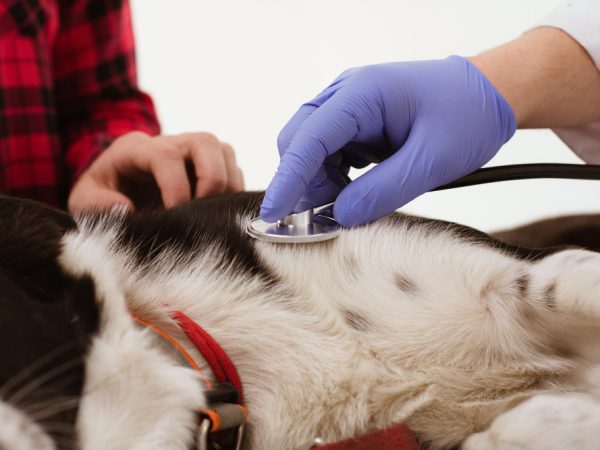 Emergency vet Owen Sound providing urgent care